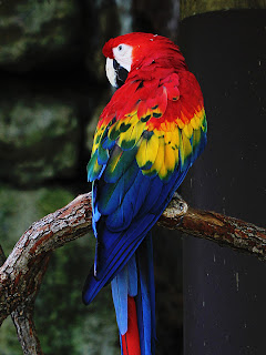 Macaw + Inverted Duplicate; Mode Grain Extract; Opacity 50% Macaw + Inverted Duplicate; Mode Grain Extract; Opacity 50%