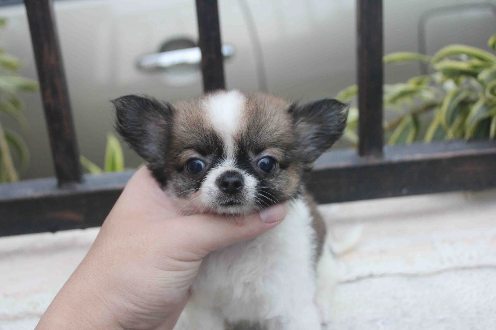 LovelyPuppy 20140115 ChiHuaHua Long Coat Male Tri Color Puppy!!!