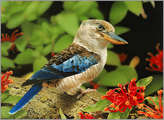 Amazing Wild Life Photography - Birds Desktop Wallpapers