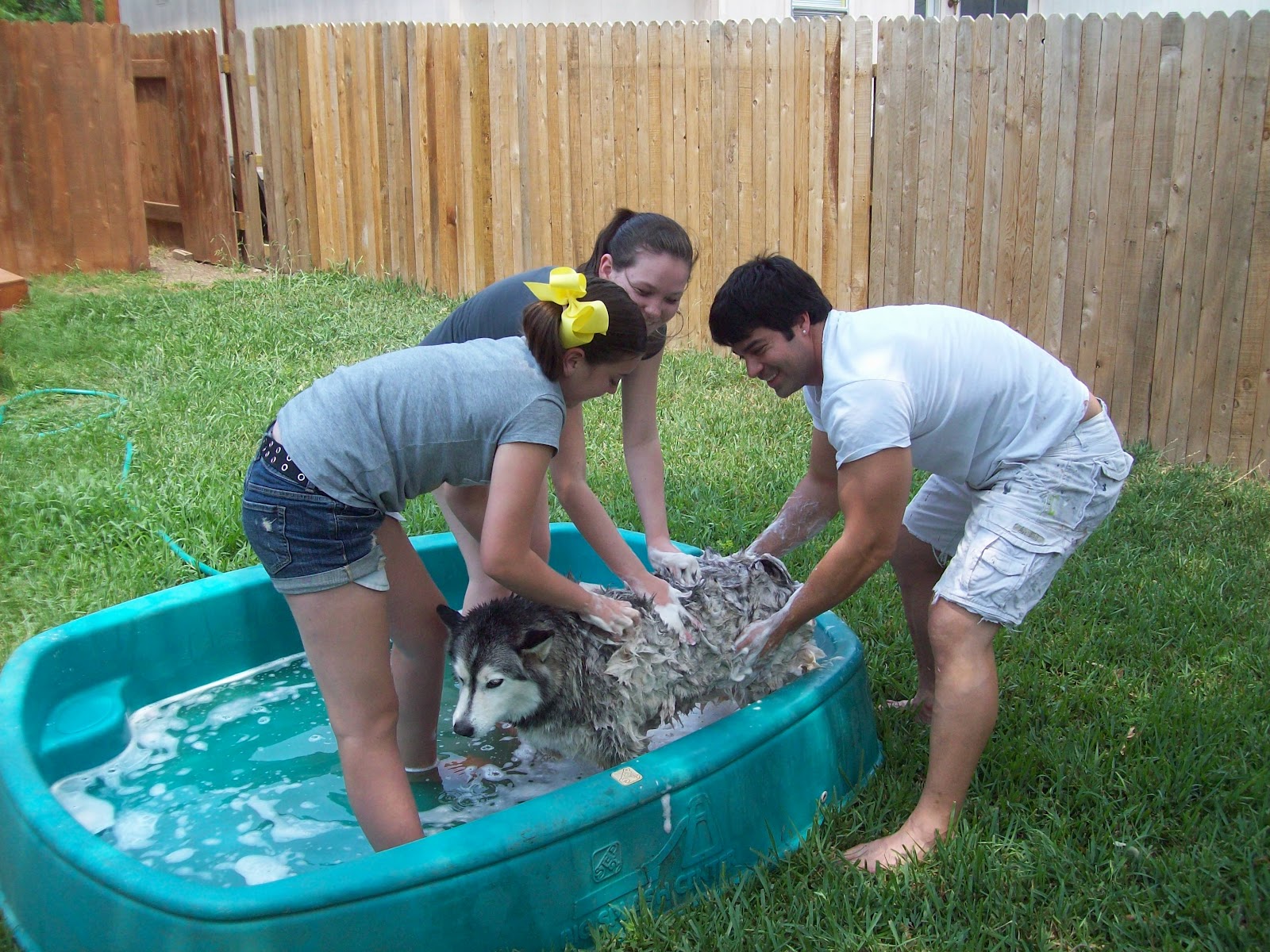 giving a puppy a bath pecan corner 2012 giving a puppy a bath pecan corner 2012