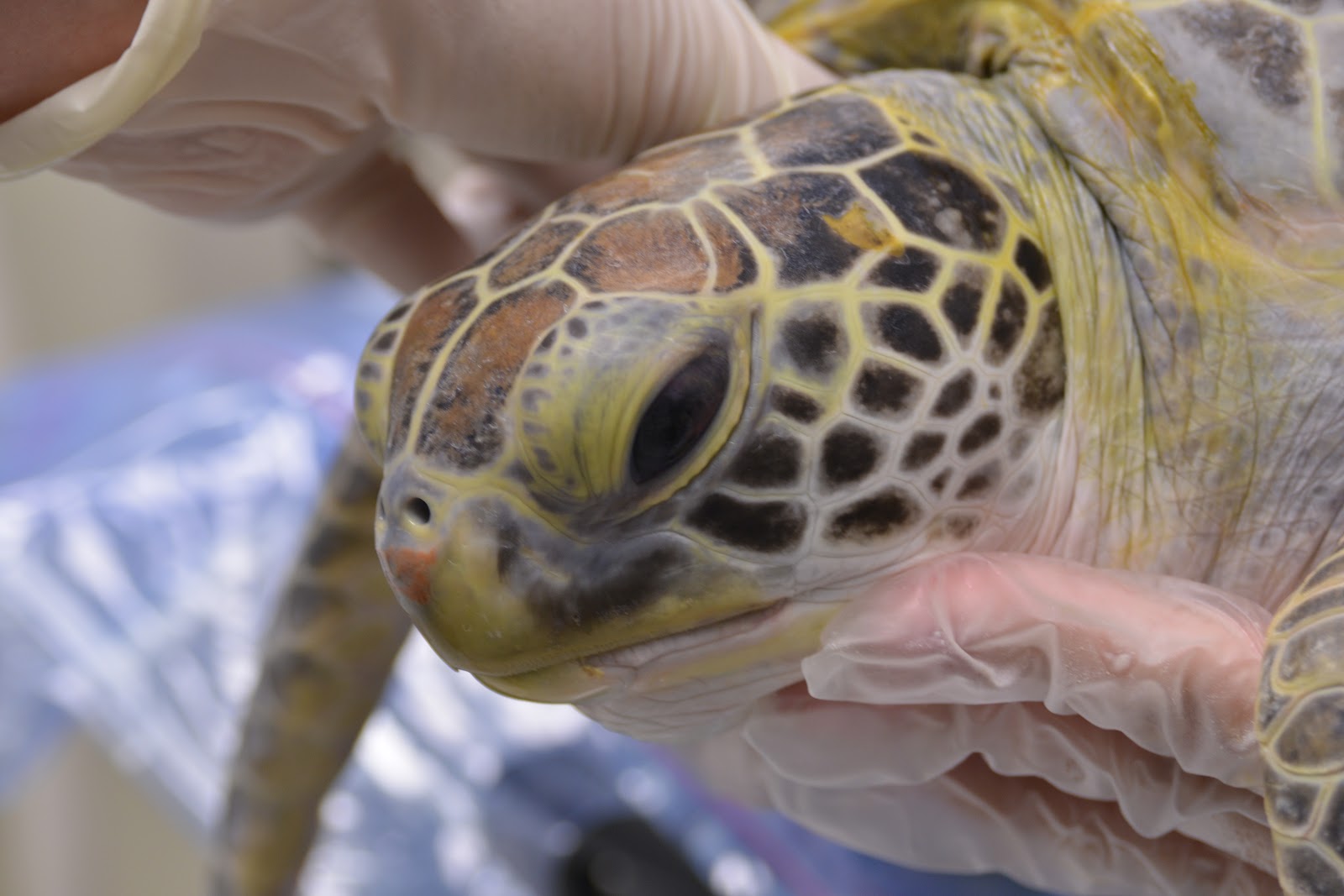 Sea Turtle Hospital: Eddie Suffers from Intestinal Coccidia Infection