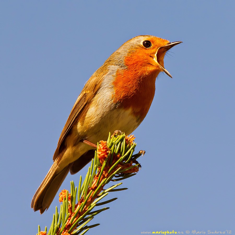 canto-del-pajaro canto-del-pajaro