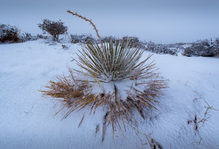 A Yucca plant in Monument Valley, Ariz., during a mid December snow.