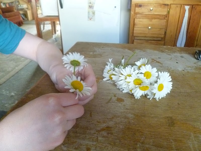 Daisy+chain+flowers+norfolk
