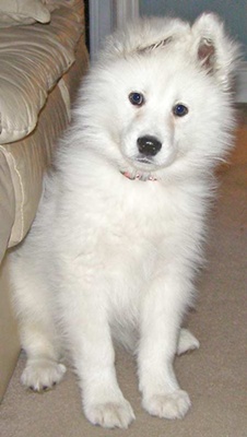 Samoyed samoyed
