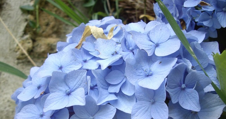 Derriere Les Murs De Mon Jardin Le Temps Des Hydrangeas