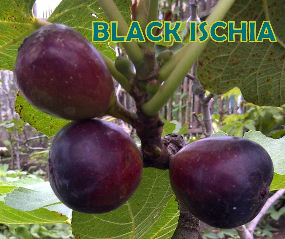 jual bibit pohon tin 081331952345 bibit buah tin jenis jual bibit pohon tin 081331952345 bibit buah tin jenis