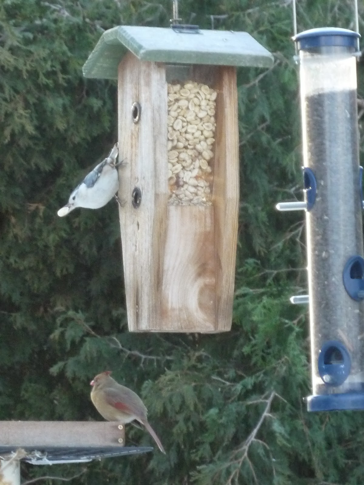 South Burlington birds Birds at peanut feederphotos South