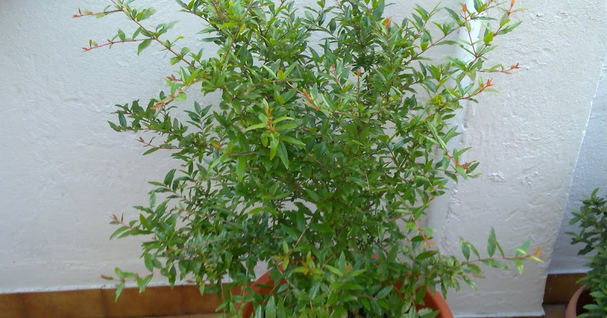 Huerto Urbano en la Terraza: Arboles Frutales