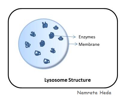 Résultat de recherche d'images pour "lysosome"