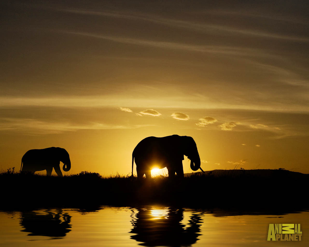 Beautiful Pictures OF Elephant In HD