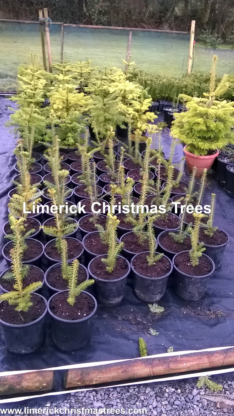 limerick christmas tree centre pot growing christmas trees limerick christmas tree centre pot growing christmas trees