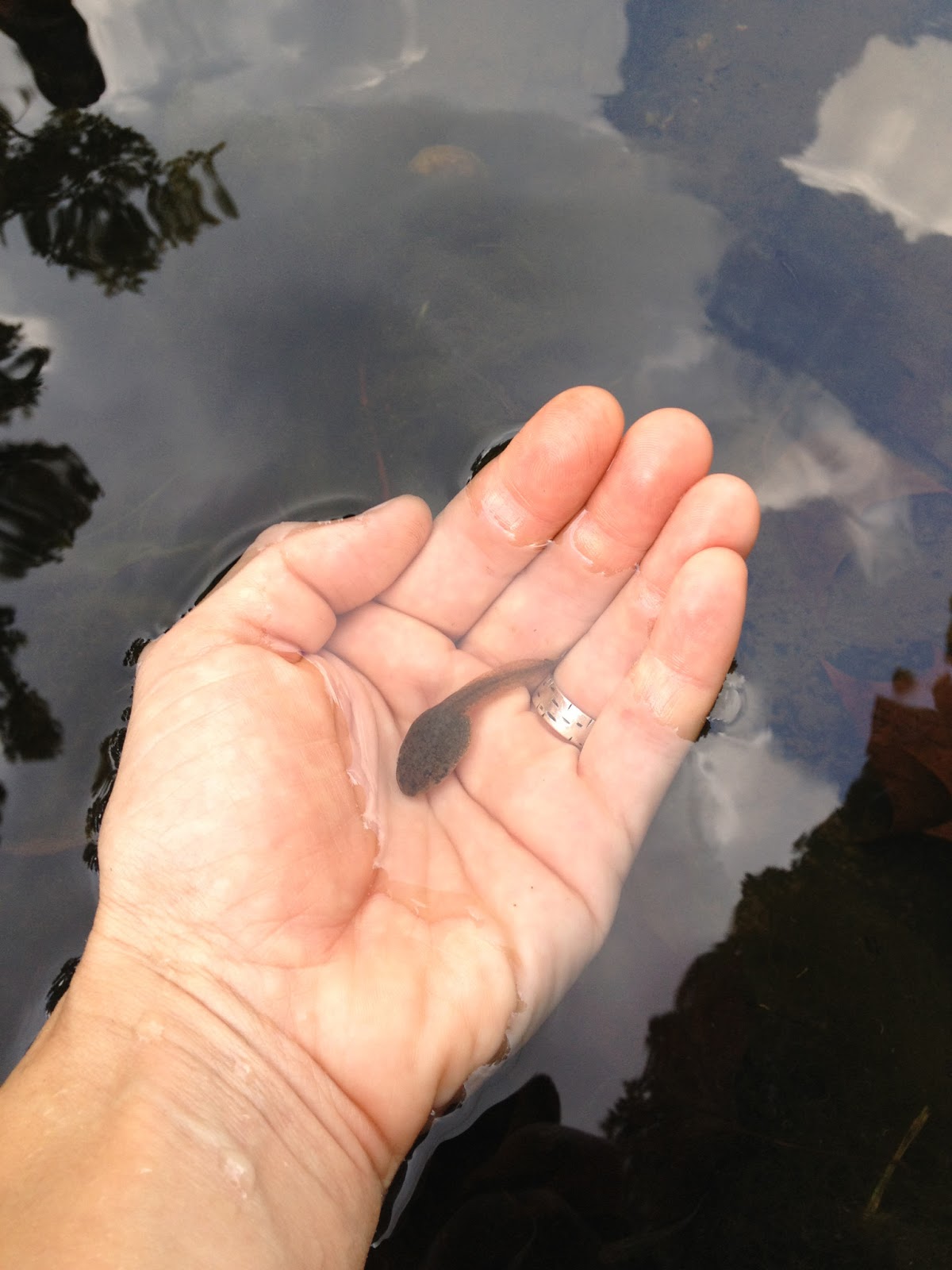 Biological Thinking: Tadpoles in the Pond