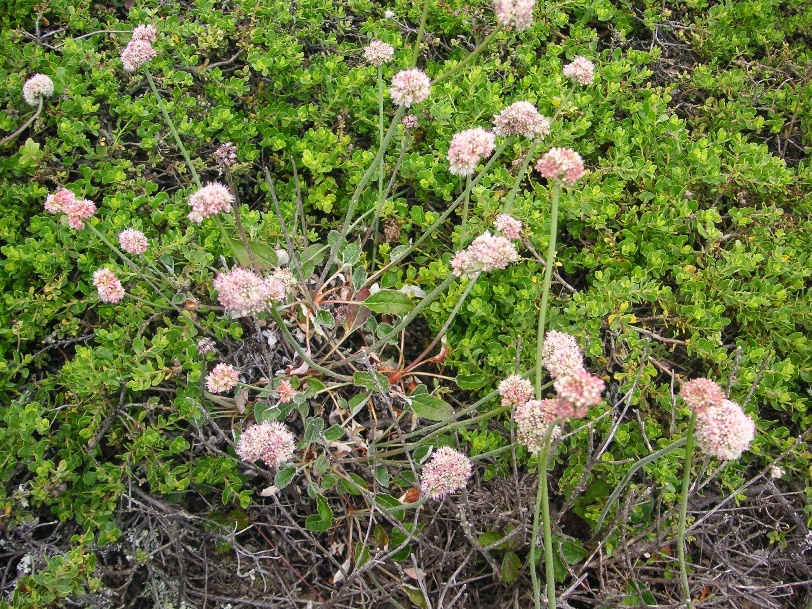 Nature ID coast buckwheat 05/18/14 San Bruno Mt.