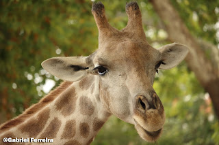 fotografia de rosto da girafa