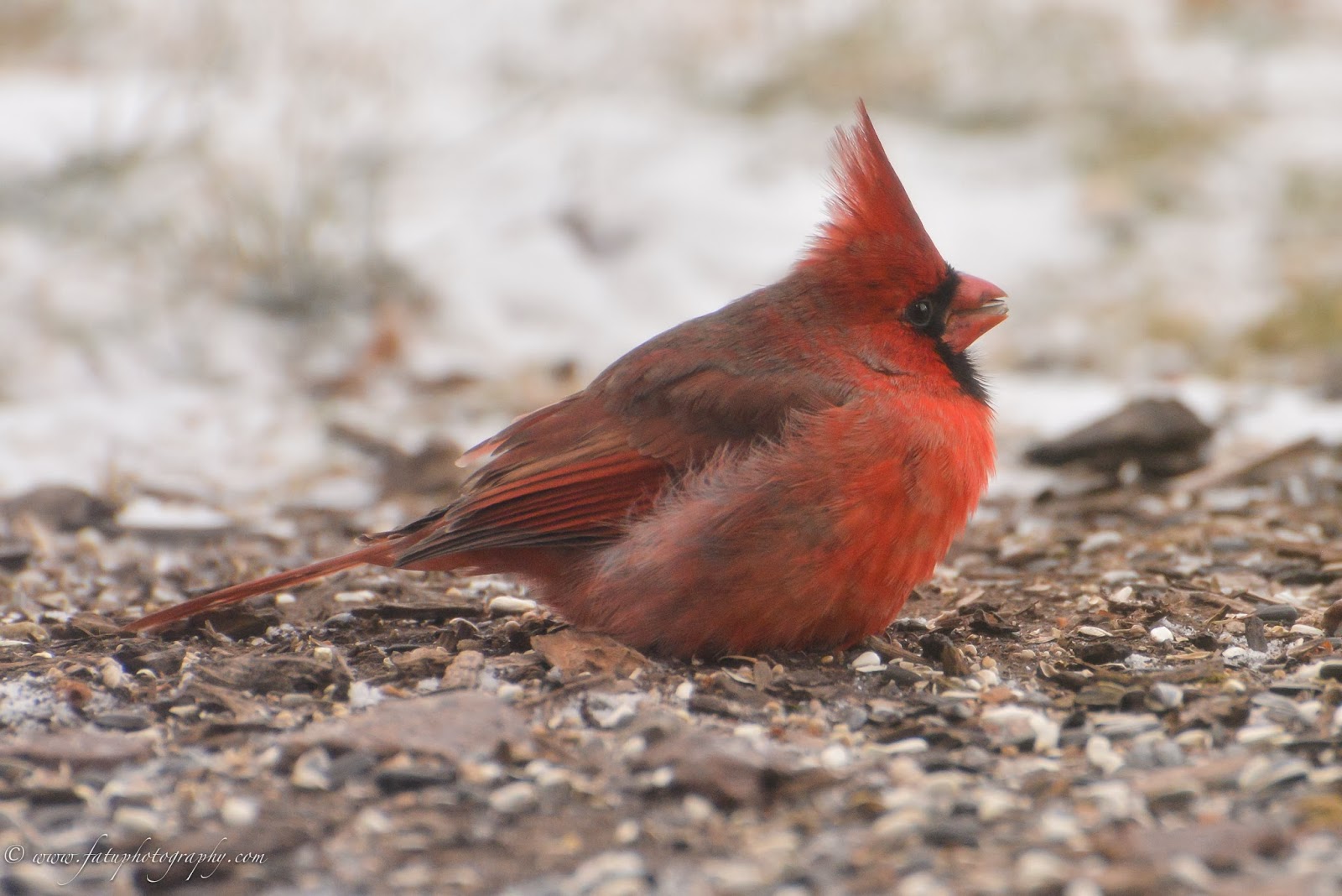 Fatu Photography Headshots & Lifestyle Birds of Kansas City