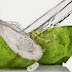 Health Benefits of Coconut Water