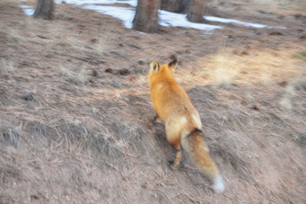 wild fox Woodland Park Colorado Coloradoviews.filminspector.com
