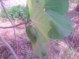 anjeer leaf