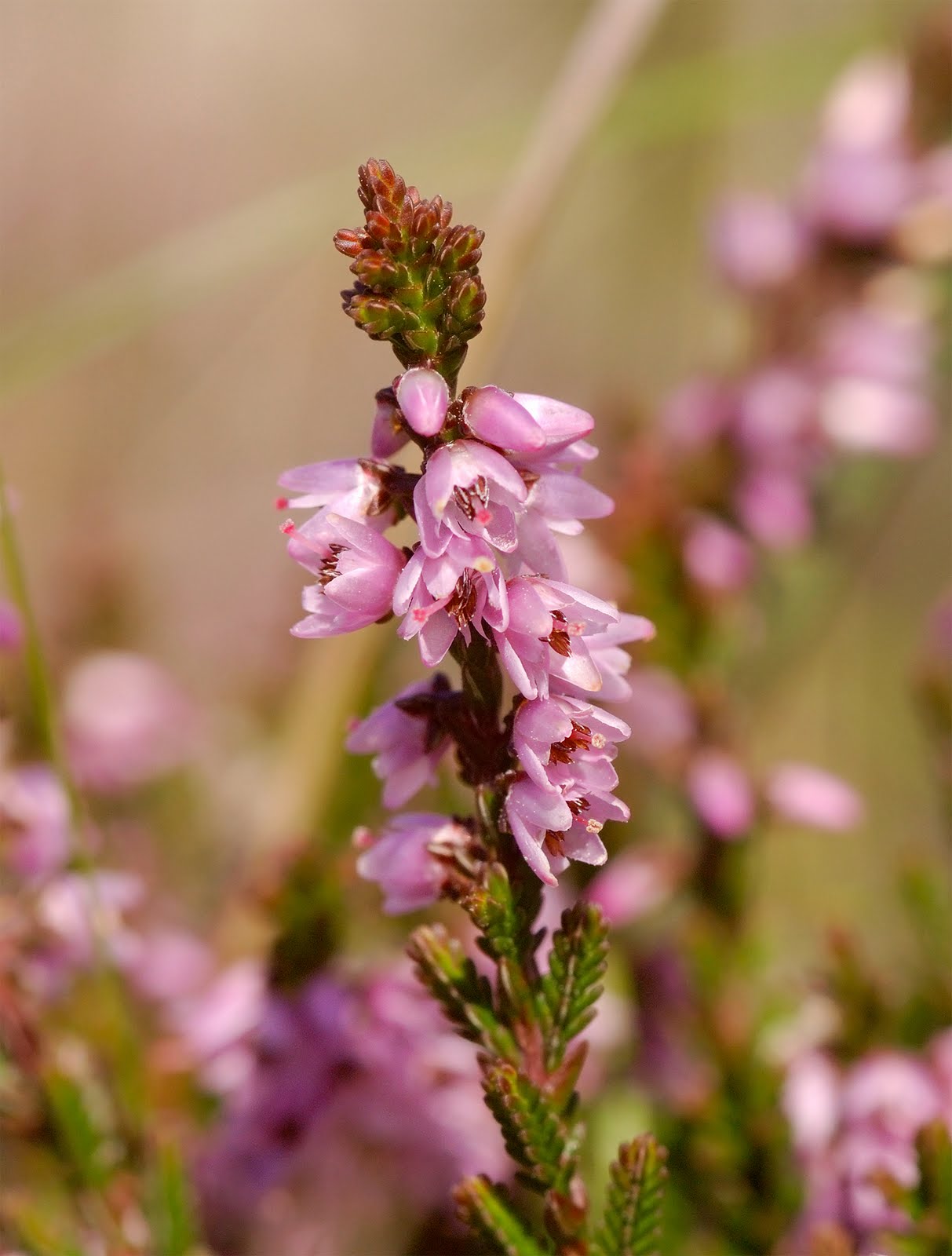 Bell heather, Erica cinerea and Ling, Calluna vulgaris at Devil's