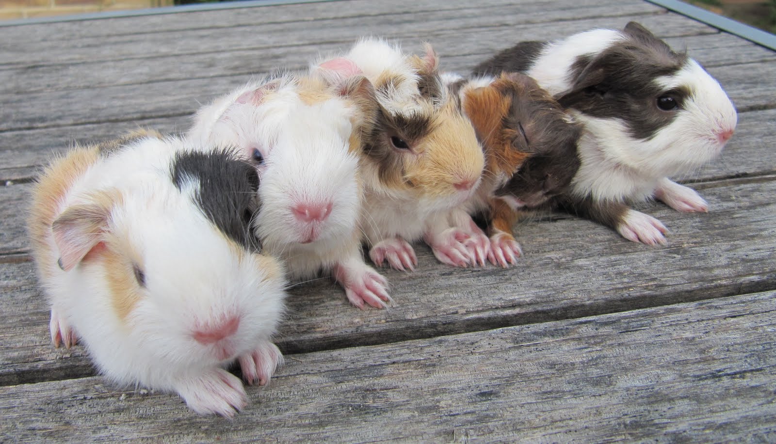 All Things Guinea Pig Leilani's Litter