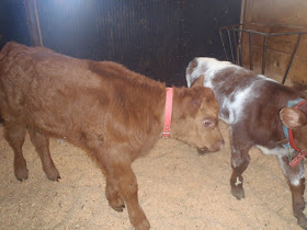 Calves at the Hilton Boiler Maple Farm!!