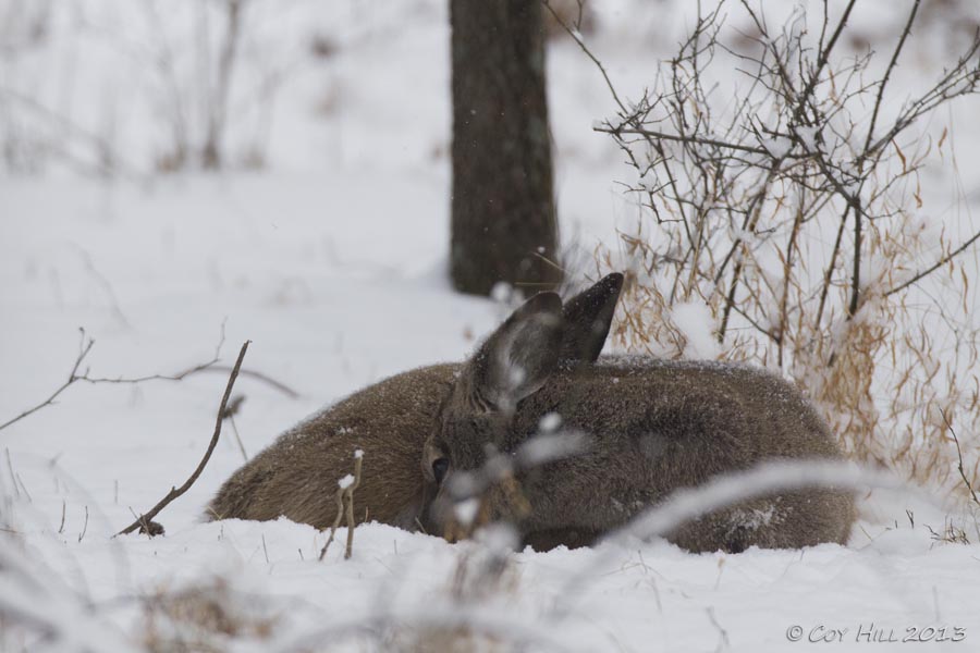 Country Captures A Winter Morning With Whitetails In The Woodlands