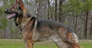 el divo german shepherds