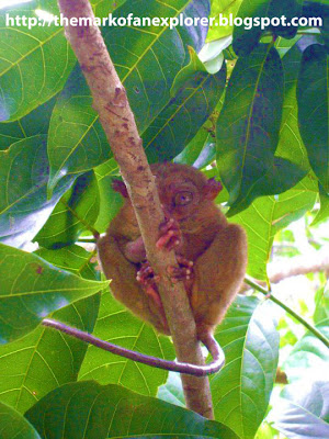 bohol tarsier sanctuary