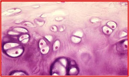 Biologi Smpk6 Sistem Gerak Manusia