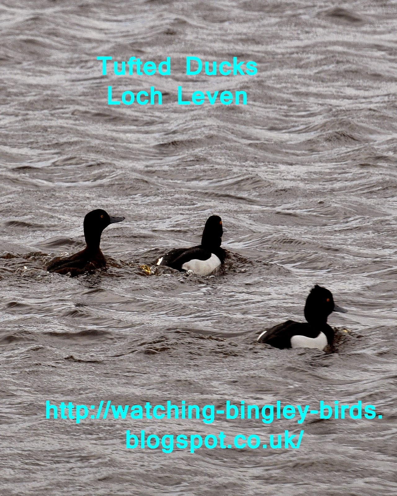 tufted ducks tufted ducks