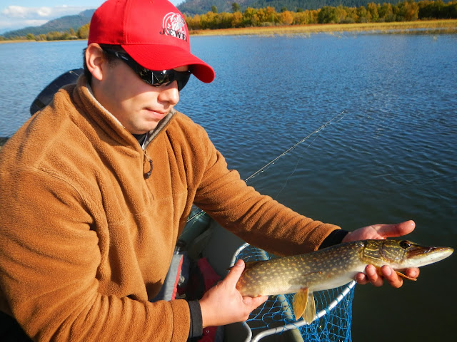 Northern Idaho Pike