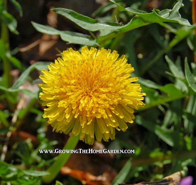 What is a Dandelion Good For? Growing The Home Garden
