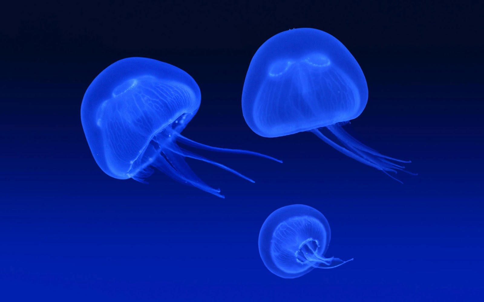 Jellyfish Wallpapers Pets Cute and Docile