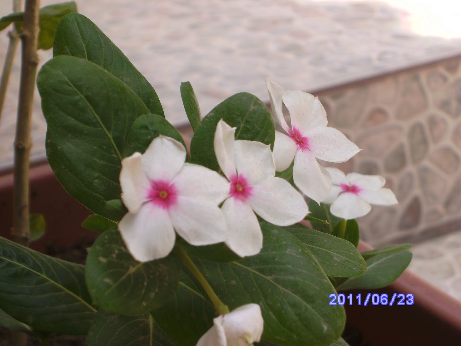 International History Blog Summer in Bahrain Flowers in a Concrete Jungle