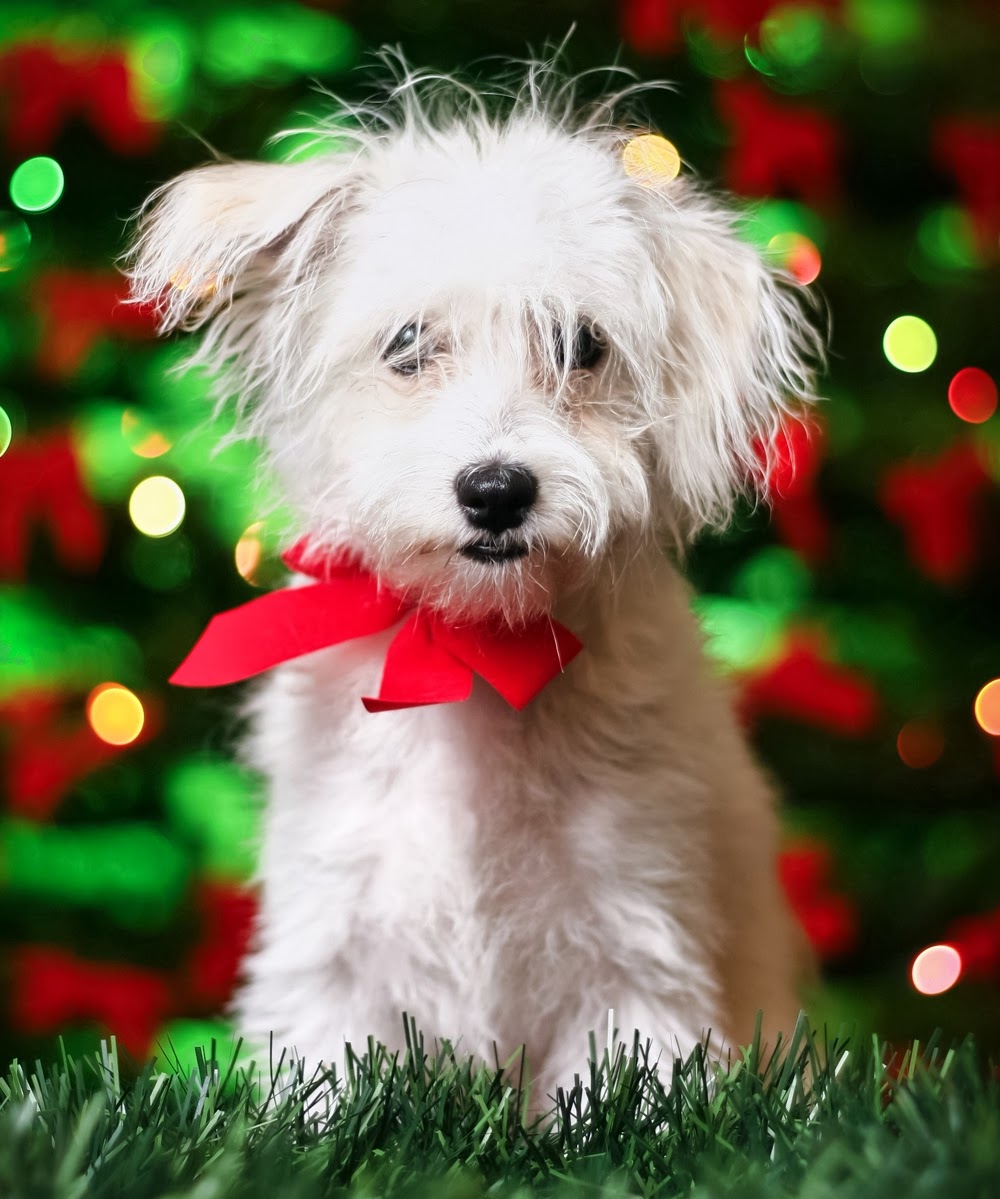 Best Healthier Dog Food Best Healthier Dog Food