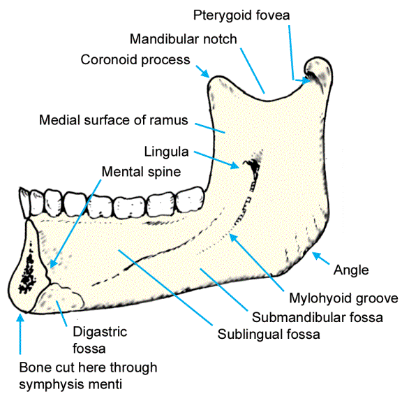 mandible diagram image gallery mandible diagram mandible diagram image gallery mandible diagram