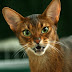 Suitable food for your Abyssinian