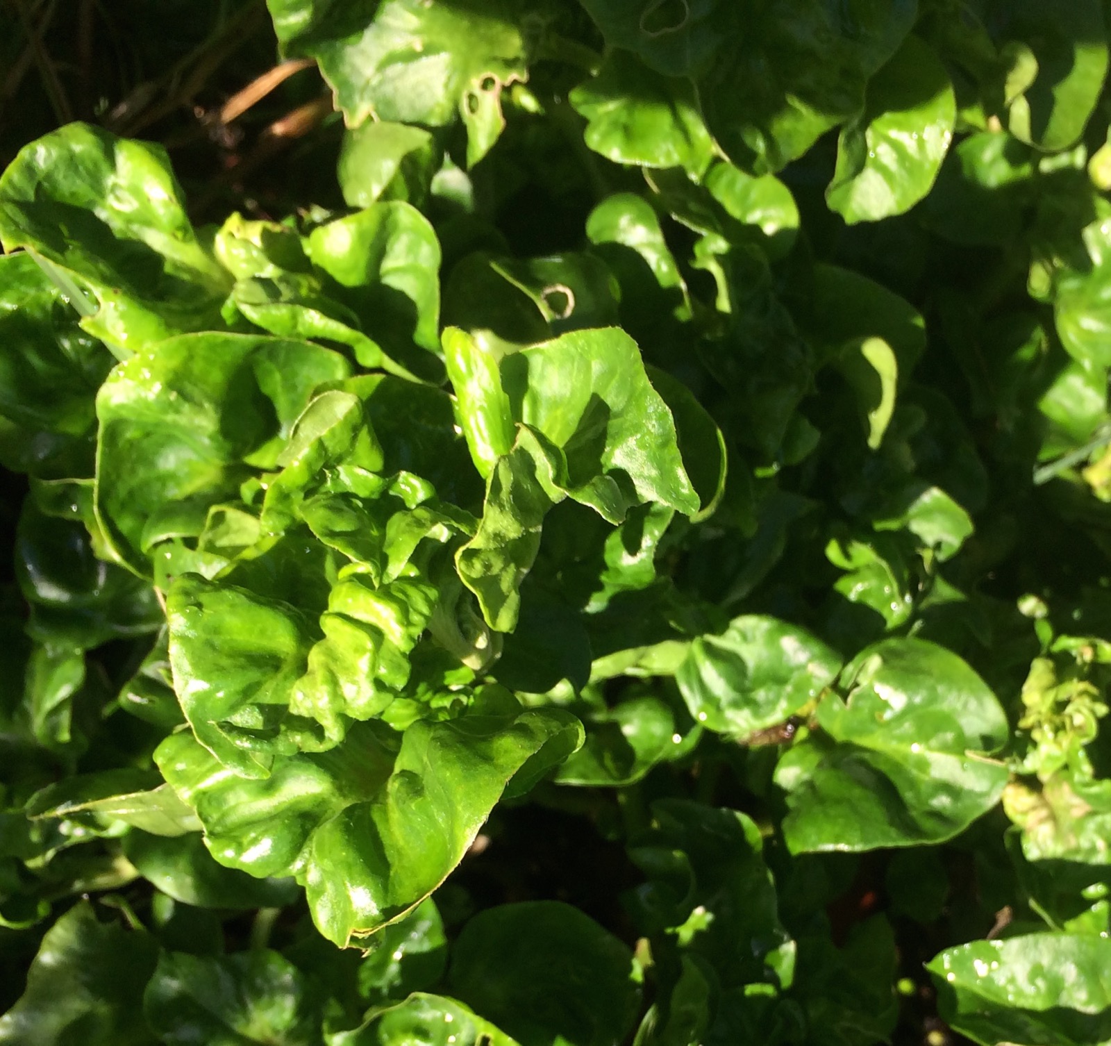 Our Permaculture Life Hardy summer plants