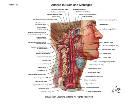 short essay questions in anatomy short essay questions in anatomy