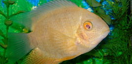 Blue Aqua: Severum