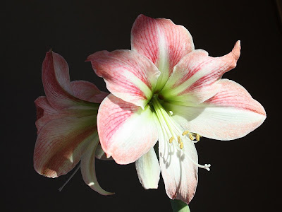amaryllis amaryllis