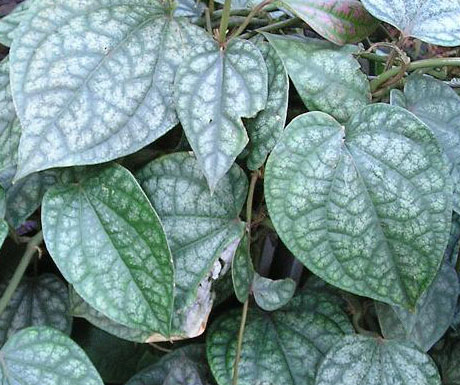 Manfaat Daun Sirih Merah Untuk Kesehatan | Promosi Blog