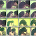 Mallu Actress Babilona Hot Smooch and Boobs Showing Video