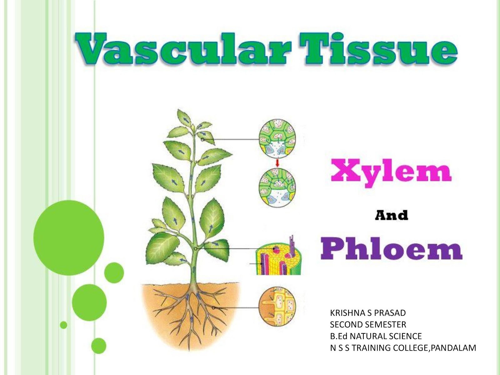 natural VASCULAR TISSUE PPT