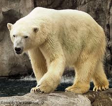 Zoo Animals - Polar Panda
