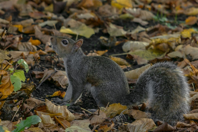 Hello Freckles Autumnal Outfit Squirrel Hello Freckles Autumnal Outfit Squirrel