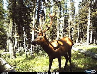 Idaho Elk Rocky Mountain Elk in Idaho