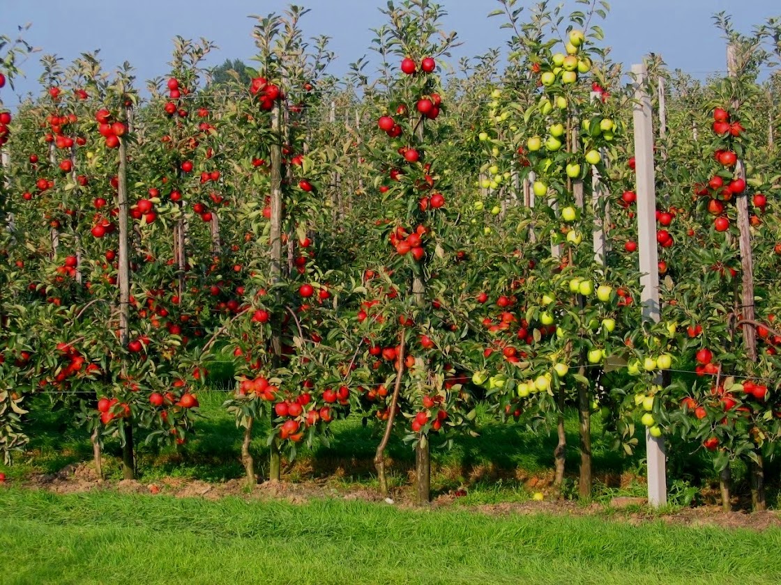 m9 bodur elma bahçesi