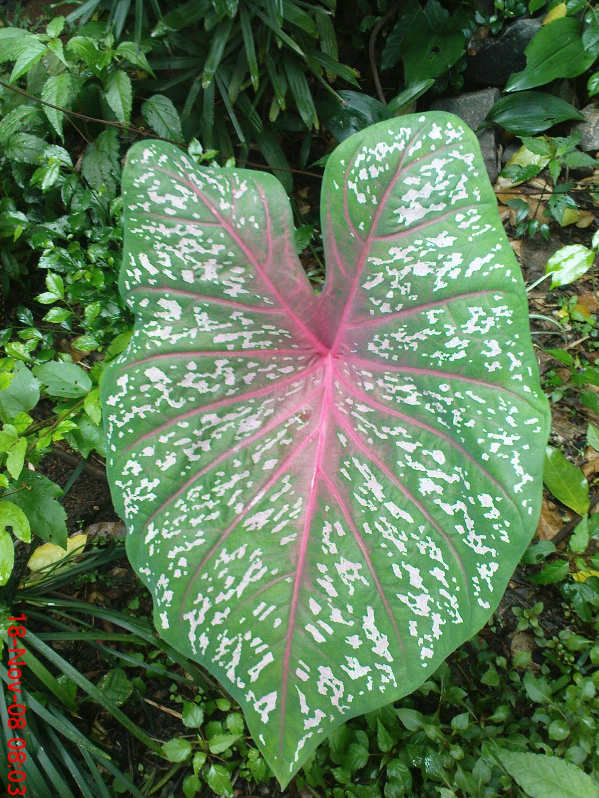 Riani's flower Blog: Tanaman Hias Daun